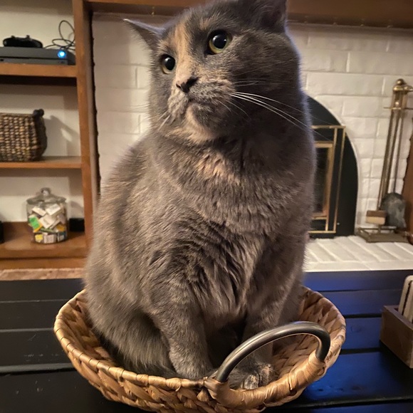 Meet your Posher, Nicole - Picture 8 of 8